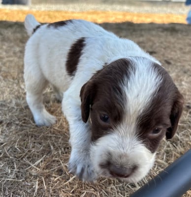 Les chiots de English Springer Spaniel