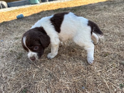 Les chiots de English Springer Spaniel