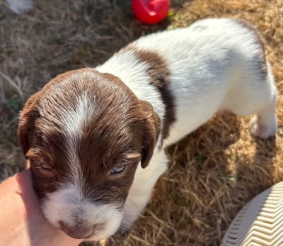 Les chiots de English Springer Spaniel