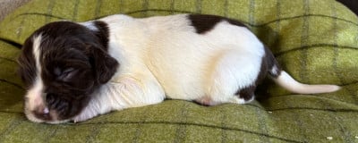 Les chiots de English Springer Spaniel