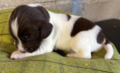 Les chiots de English Springer Spaniel