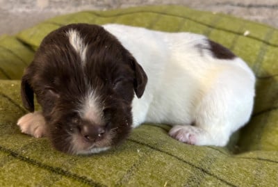 Les chiots de English Springer Spaniel