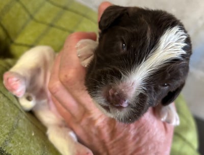 Les chiots de English Springer Spaniel
