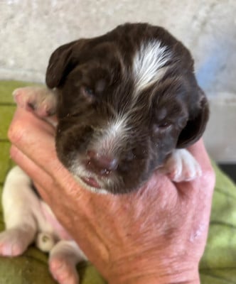 Les chiots de English Springer Spaniel