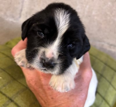 Les chiots de English Springer Spaniel
