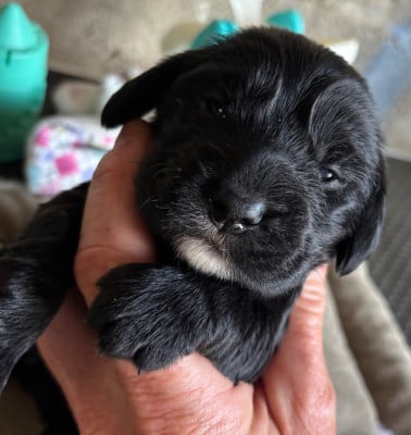 Les chiots de Cocker Spaniel Anglais