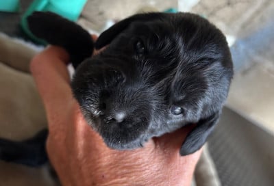 Les chiots de Cocker Spaniel Anglais