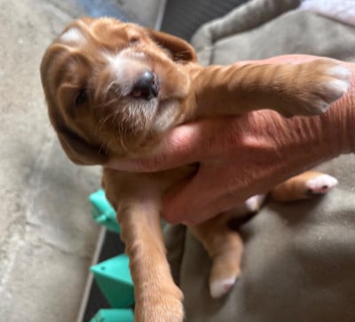 Les chiots de Cocker Spaniel Anglais