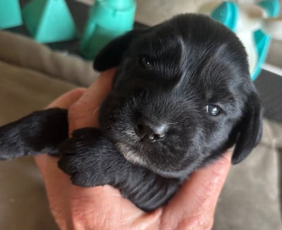 Les chiots de Cocker Spaniel Anglais