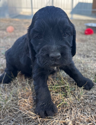 Les chiots de Cocker Spaniel Anglais