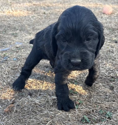 Les chiots de Cocker Spaniel Anglais