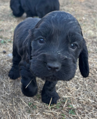 Les chiots de Cocker Spaniel Anglais