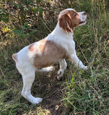 Les chiots de Epagneul Breton