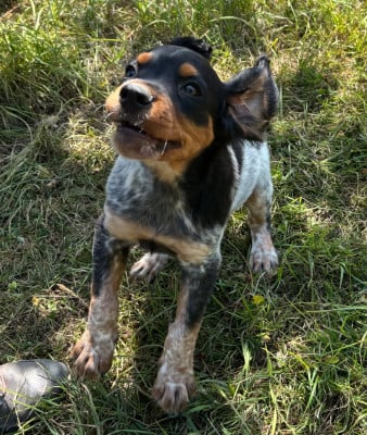 Les chiots de Epagneul Breton