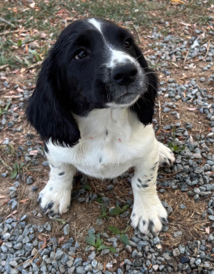 Les chiots de English Springer Spaniel