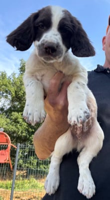 Les chiots de English Springer Spaniel