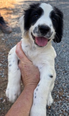 Les chiots de English Springer Spaniel