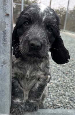 Les chiots de Cocker Spaniel Anglais