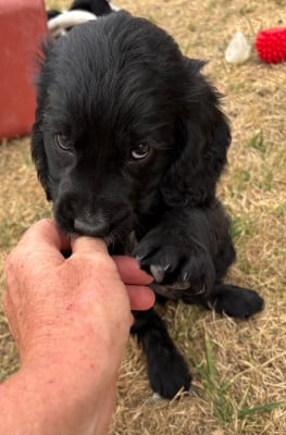 Les chiots de Cocker Spaniel Anglais