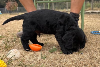Les chiots de Cocker Spaniel Anglais