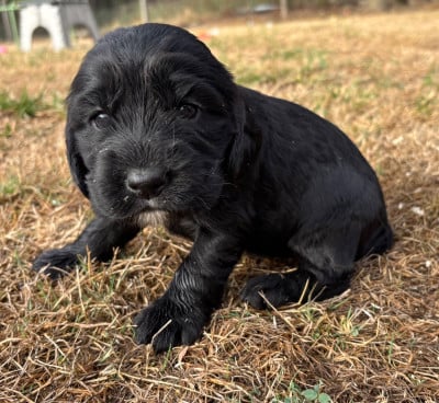 Les chiots de Cocker Spaniel Anglais
