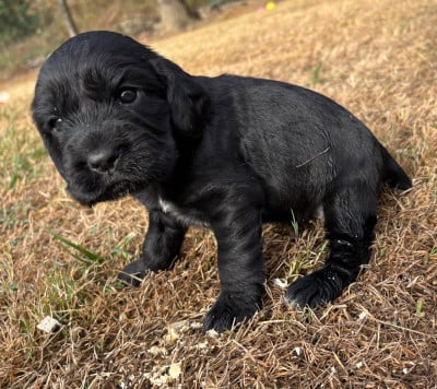 Les chiots de Cocker Spaniel Anglais