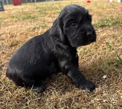 Les chiots de Cocker Spaniel Anglais