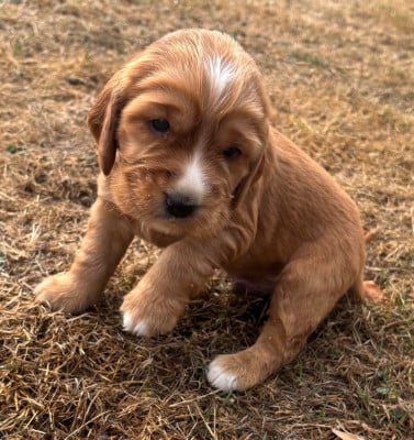 Les chiots de Cocker Spaniel Anglais