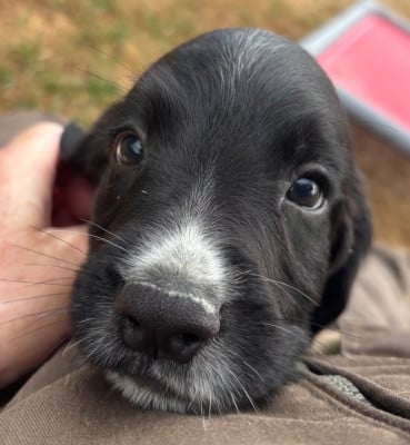 Les chiots de English Springer Spaniel