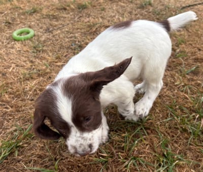 Les chiots de English Springer Spaniel