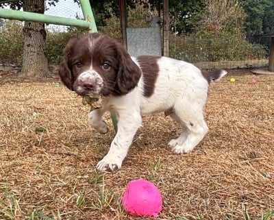 Les chiots de English Springer Spaniel