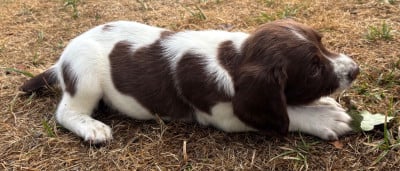 Les chiots de English Springer Spaniel