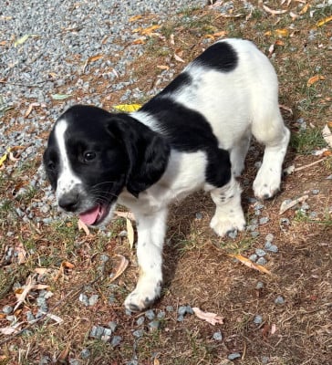 Les chiots de English Springer Spaniel