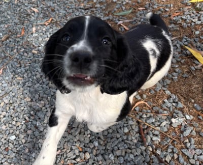 Les chiots de English Springer Spaniel