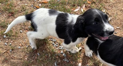 Les chiots de English Springer Spaniel