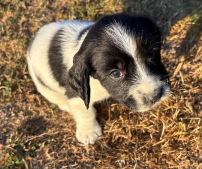 Les chiots de English Springer Spaniel