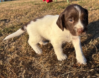 Les chiots de English Springer Spaniel