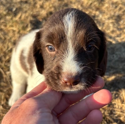 Les chiots de English Springer Spaniel