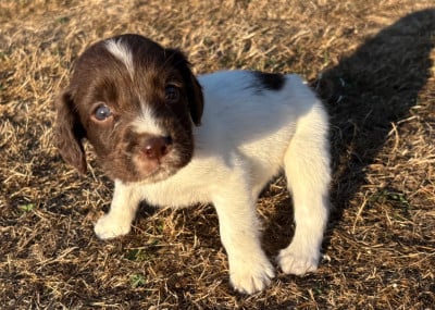 Les chiots de English Springer Spaniel