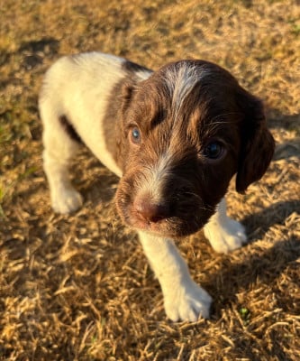Les chiots de English Springer Spaniel
