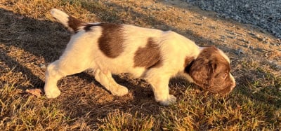 Les chiots de English Springer Spaniel