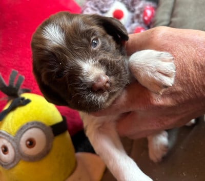 Les chiots de English Springer Spaniel