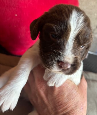 Les chiots de English Springer Spaniel