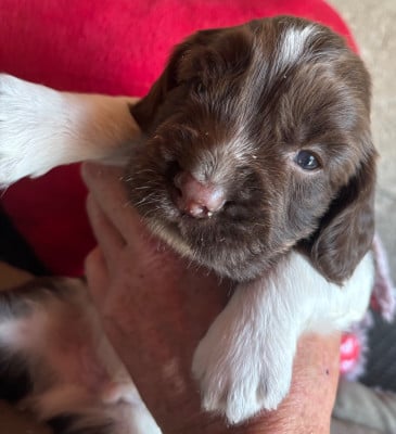 Les chiots de English Springer Spaniel