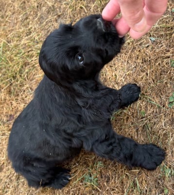 Les chiots de Cocker Spaniel Anglais