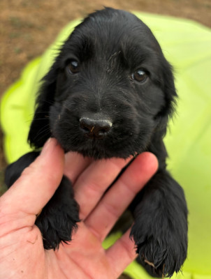 Les chiots de Cocker Spaniel Anglais