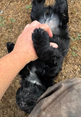 Les chiots de Cocker Spaniel Anglais