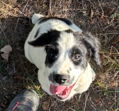 Les chiots de English Springer Spaniel