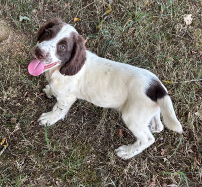 Les chiots de English Springer Spaniel
