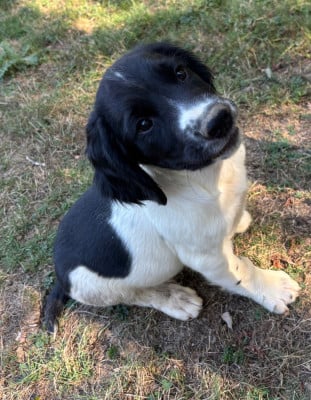 Les chiots de English Springer Spaniel